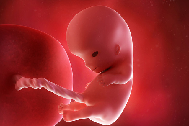 Ты вынашиваешь ребенка под сердцем на протяжении 10 недель, но плоду только 8 недель. Сейчас эмбрион будет называться плодом.