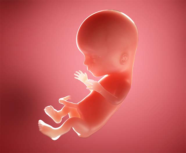 На 15 неделе беременности малыш в животе мамы продолжает активно развиваться. На его головке начинают появляться первые волоски. Плод быстро растет, но пока что конечности опережают в развитии головку.